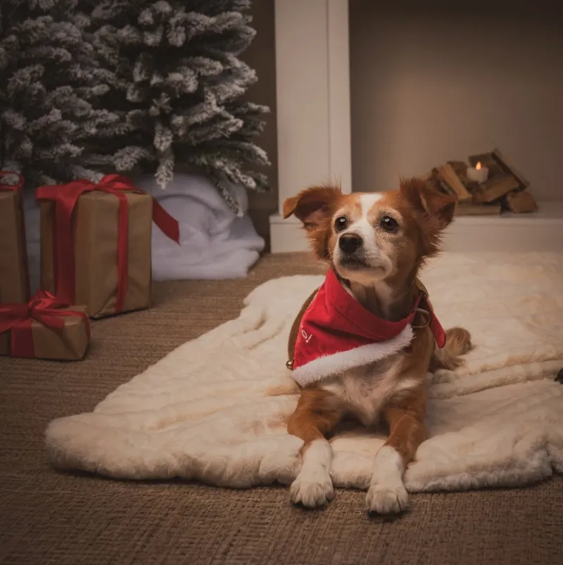 Kleine hond met rode kerstsjaal op een wit kleed