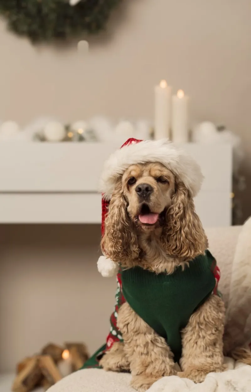 Cocker spaniel met kerstmuts en groene trui